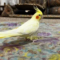 عروس هلندی لوتینو زعفرانی|پرنده|سنندج, |دیوار