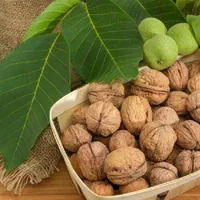 چیدن گردو