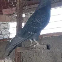 کبوتر پرشی، سرور و سوسک درجه یک