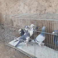 پرنده|پرنده|کرمان, |دیوار