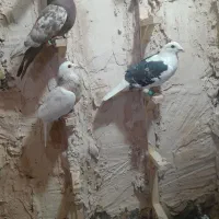 کبوتر پرشی|پرنده|نیشابور, دربقاضی|دیوار