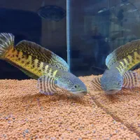 چاناگلدن کبری