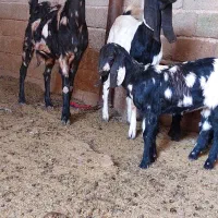 بز دوبهر پاکستانی|حیوانات مزرعه|جهرم, |دیوار