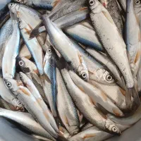 قَره سول سیم سول ۳۵۰