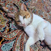 واگذاری گربه خونگی|گربه|بستک, |دیوار