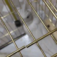 عروس هلندی البینو|پرنده|شهرضا, |دیوار