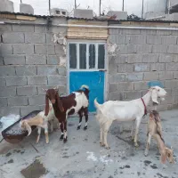 فروش بز وپازن|حیوانات مزرعه|بندر دیر, |دیوار