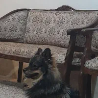 حیوان خانگی|سگ|مشهد, شهرک امام هادی (شهرک غرب)|دیوار