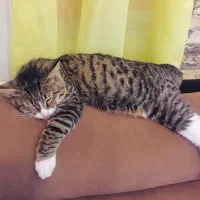 گربه جهت واگذاری با تعهد