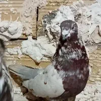 تعداد‌ی‌کفتر|پرنده|ابهر, |دیوار