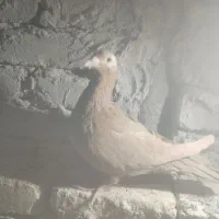 ماده کارل مولیمنز|پرنده|تربت‌حیدریه, بالا ولایت|دیوار