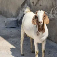 باسلام به همه دوستان