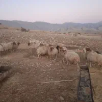 دوازده عدد گوسفند