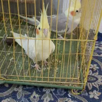 عروس هلندی|پرنده|شیراز, نصرآباد|دیوار