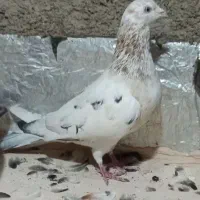 هفرنگ گرفتنی|پرنده|سبزوار, رضوان|دیوار