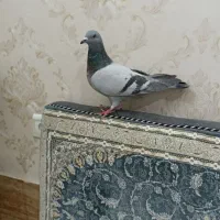 کبوتر پلاکی