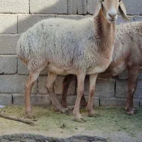 میش چینی قندوزی ابستن سنگین مایه کرده  دوقولوزا