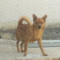 سگ پامر|سگ|شیراز, قدوسی غربی|دیوار