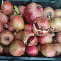 انار|خوردنی و آشامیدنی|جهرم, |دیوار