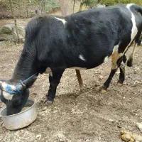 یک راس گاو باردار اولین شکم 7ماه باردار به شرط|حیوانات مزرعه|پرهسر, |دیوار