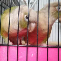 گرینچیک عروس هلندی مرغ عشق