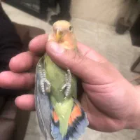 طوطی برزیلی جفت جوجه