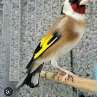 سره های متولد قفس دهن دار|پرنده|ری, شهادت|دیوار