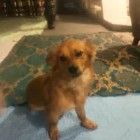 توله سگ اشپیتز فروشی|سگ|بهشهر, |دیوار