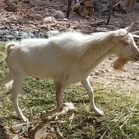 نری وگیسه مایکرد