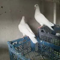 کبوتر جوجه پتی وآله