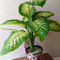 گیاه دیفن باخیا بزرگ آپارتمانی