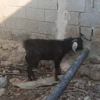 کهره نر و ماده|حیوانات مزرعه|بندرعباس, |دیوار