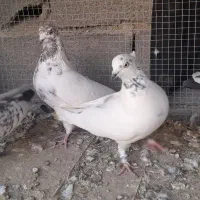 کبوتر پرشی|پرنده|جرقویه, |دیوار