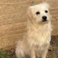 سگ ده ماهه ماده نژاد تریر