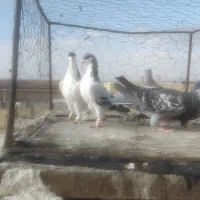 ۵تا کفتر رد برق|پرنده|اسفرورین, |دیوار