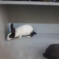 خرگوش ۲ ماهه|موش و خرگوش|ارومیه, |دیوار