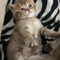 گربه بریتیش|گربه|آبادان, |دیوار