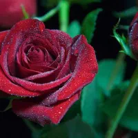 نظافتچی آقا هستم