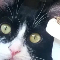 واگذاری گربه یکساله