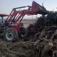 خرید ریشه (کوتوه)