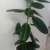 گل فیکوس