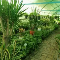 تخفیف بلک فرایدی گل و گیاه|گل و گیاه طبیعی|نیشابور, فردوس شمالی|دیوار