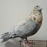 کبوتررنگی دورگ|پرنده|کارون, |دیوار