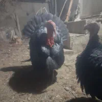 بوقلمون نروماده|حیوانات مزرعه|ملایر, |دیوار