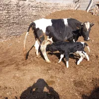 گاو شیری با گوساله نر|حیوانات مزرعه|هریس, |دیوار