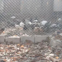 مرغ و بوقلمون