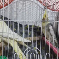 یک جفت عروس هلندی مست و آماده به همراه قفس و وسایل