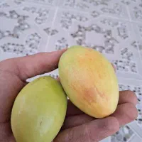 نهال پولساز کنار تایلندی سوپرلوکس|خدمات باغبانی و درختکاری|گراش, |دیوار