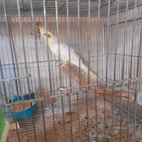 عروس هلندی مولدوتکفروشی|پرنده|بروجن, |دیوار