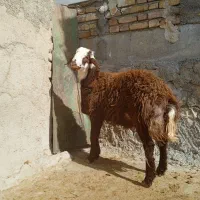 قوچ|حیوانات مزرعه|کوهدشت, |دیوار